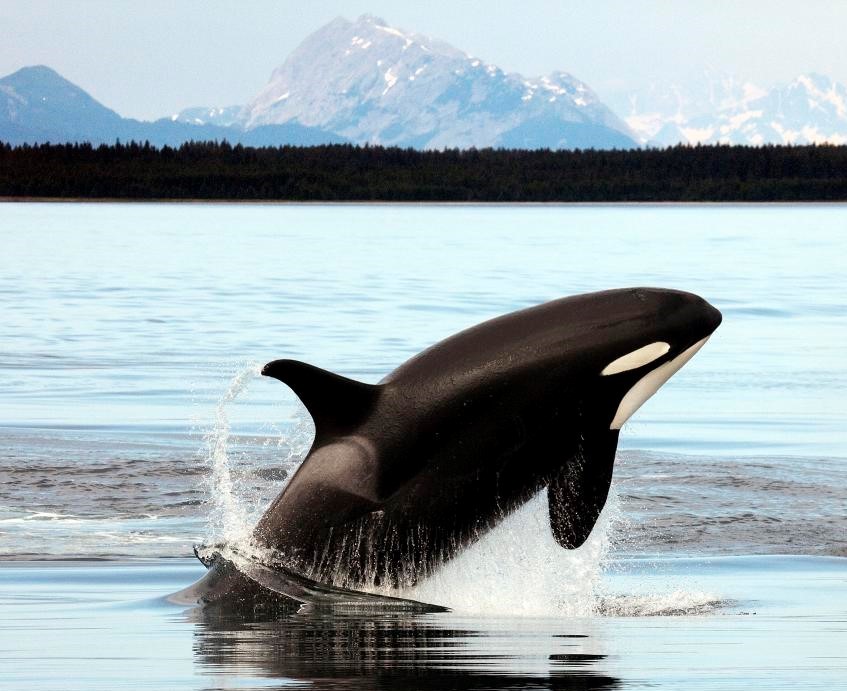 Кит живет в море. Кит живет в море. Горбатый кит. Киты. Кит полосатик горбач.