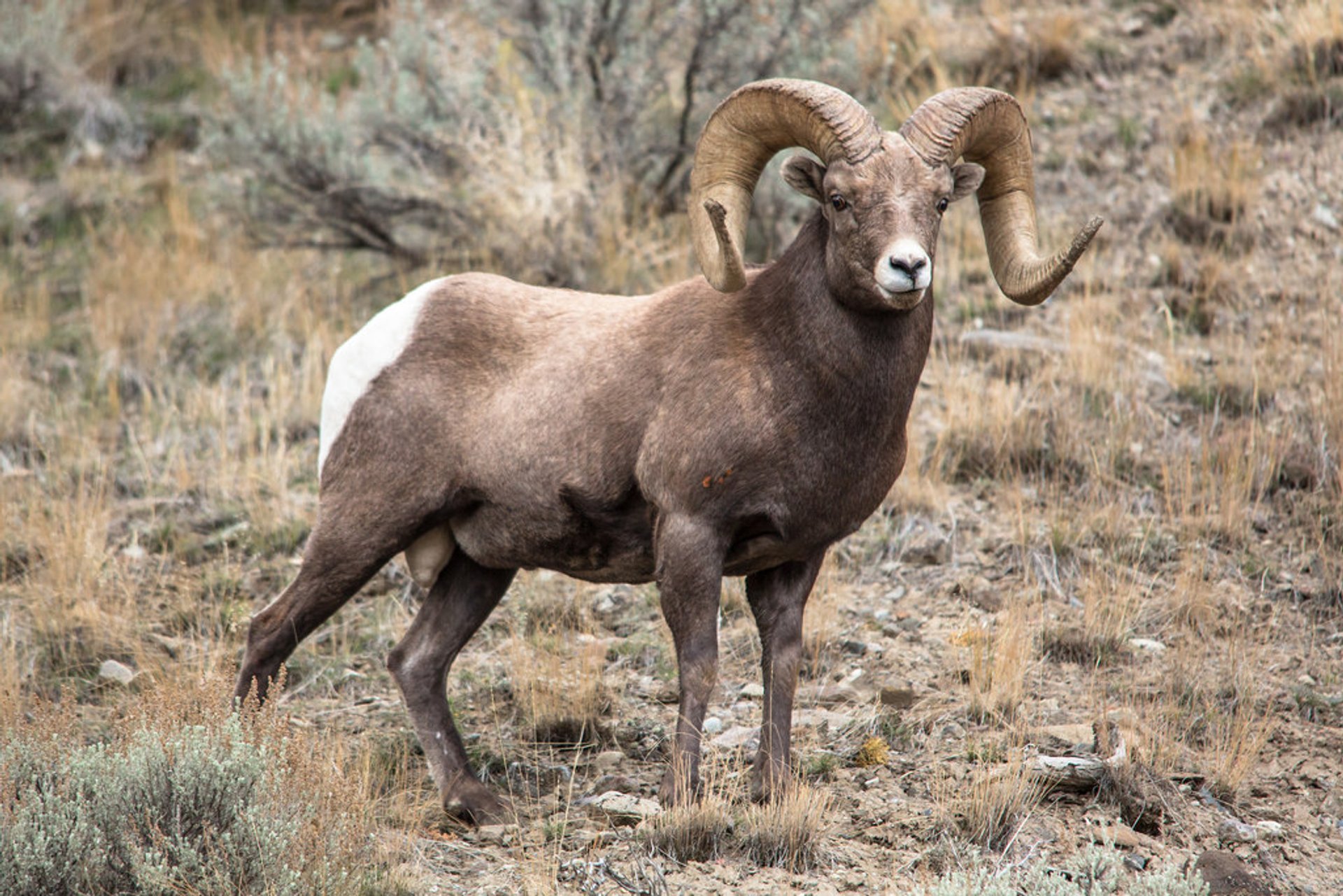 Ask Vail Corporation to protect our Bighorn Sheep population