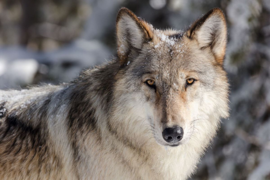 Gray wolf; photo sierraclub.org