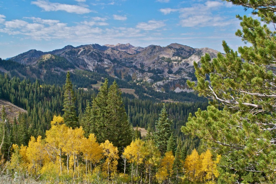 Protect Utahs Forests Help Wildlife Protect The - 