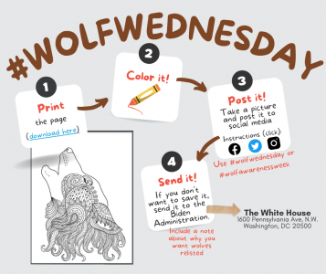 Wolf Wednesday Instructions