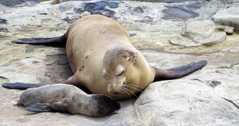 Seals and Sea Lions at La Jolla Cove 