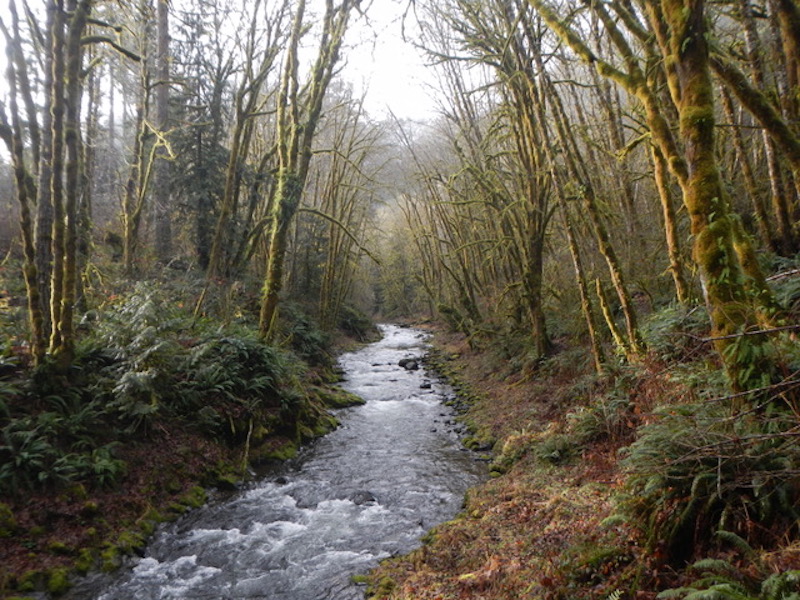 Protect the Chehalis River
