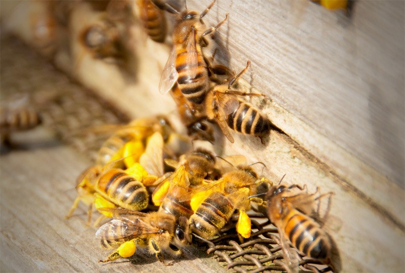 Bees; photo sierraclub.org