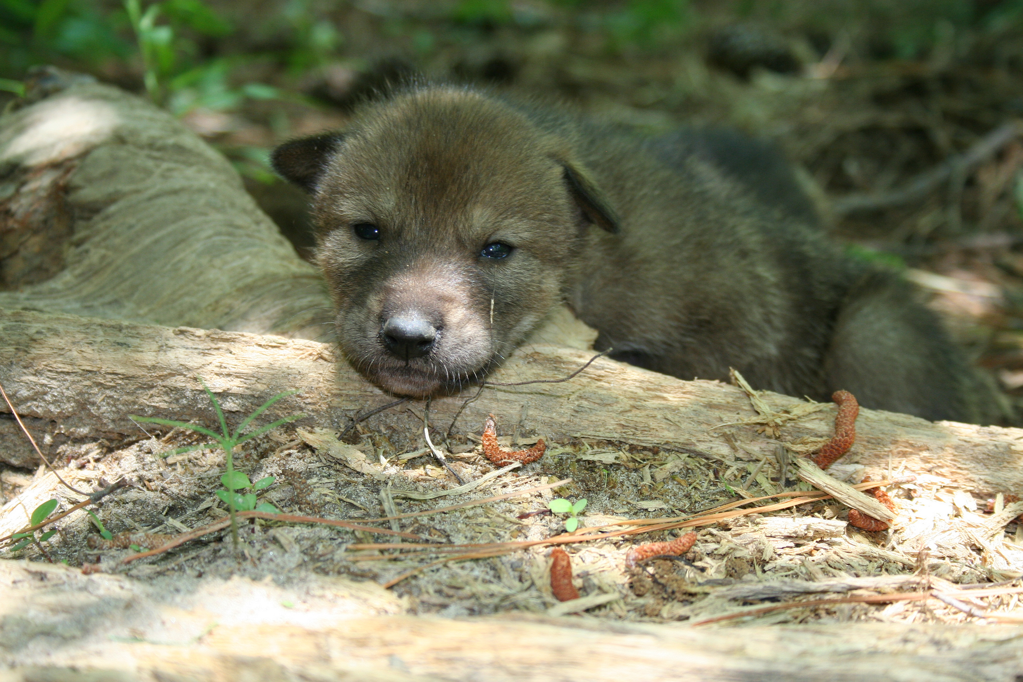 Save Red Wolves from Extinction! — AddUp.org